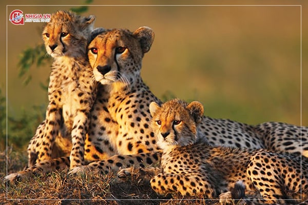 Thủ tục hồ sơ xin visa Nam Phi