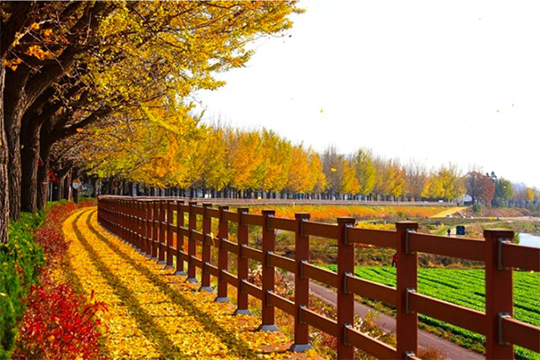 MÙA THU HÀN QUỐC